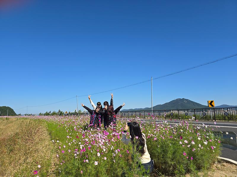 교동면_상용리_해안도로,_코스모스_만발