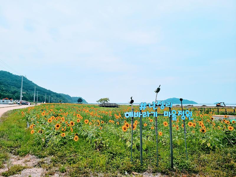 해바라기_정원(1)