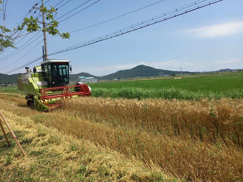 하점면_지역사회보장협의체,_직접_수확한_보리_나눔