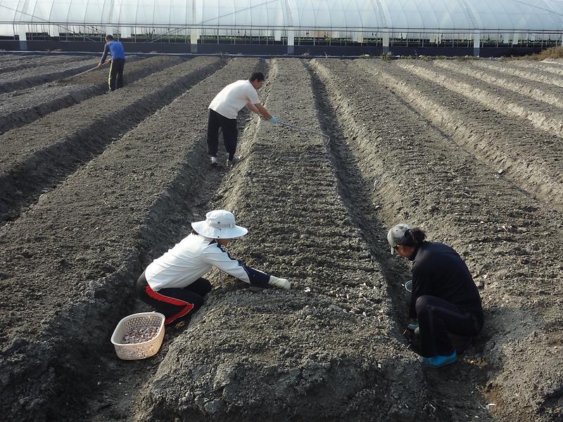 마늘파종
