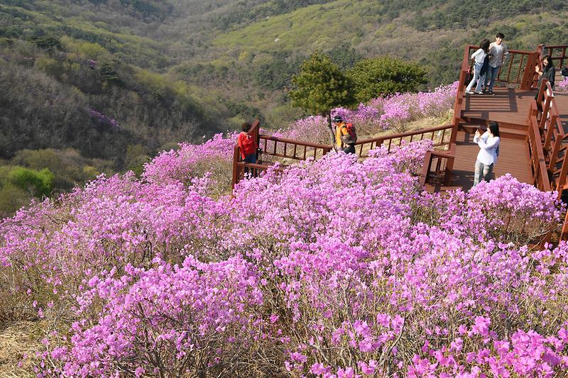 내년에_만나요_고려산_진달래