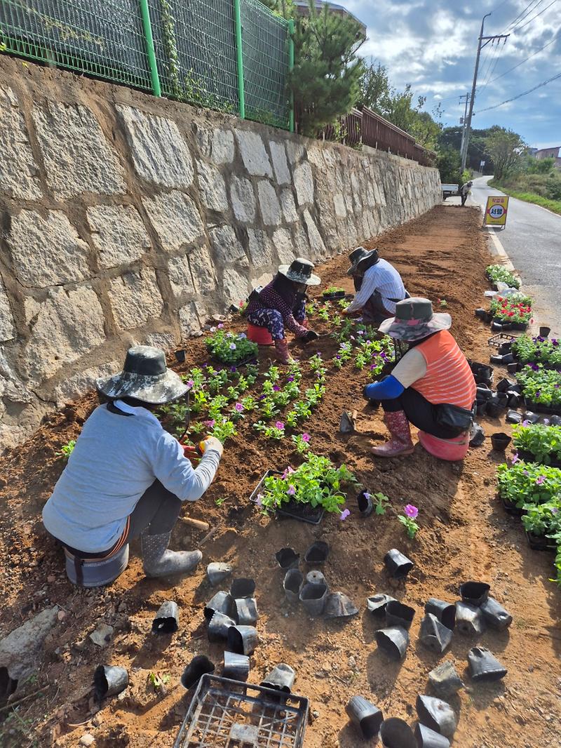 선원면,_가을꽃식재