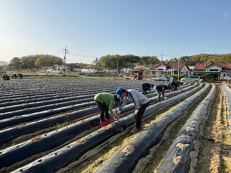 선원면_주민자치위원회,_감자․옥수수_파종_행사_(2)