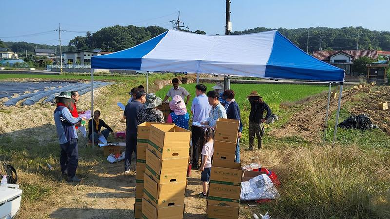 선원면_주민자치위원회,_감자_수확의_기쁨을_이웃과_함께_(1)