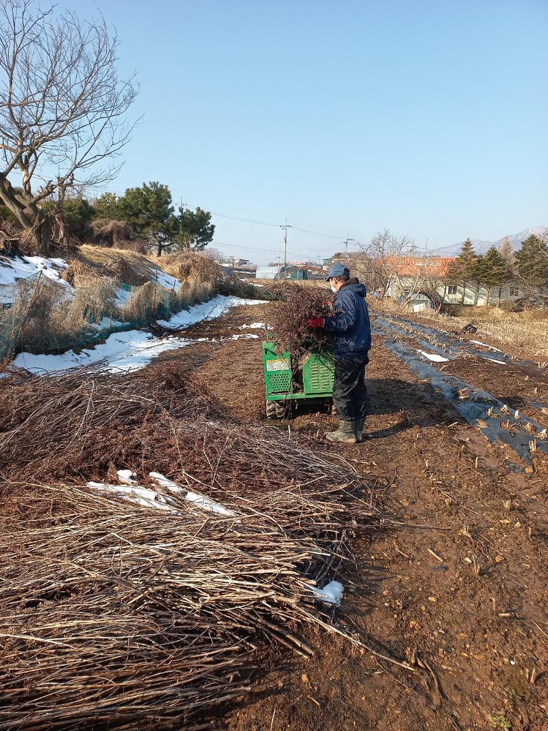 선원면_영농부산물_파쇄_(1)