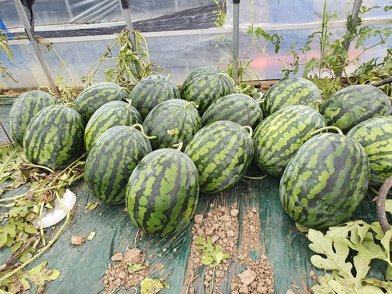 소비자_입맛_사로잡는_명품_‘강화섬수박’_첫_출하!_(2)