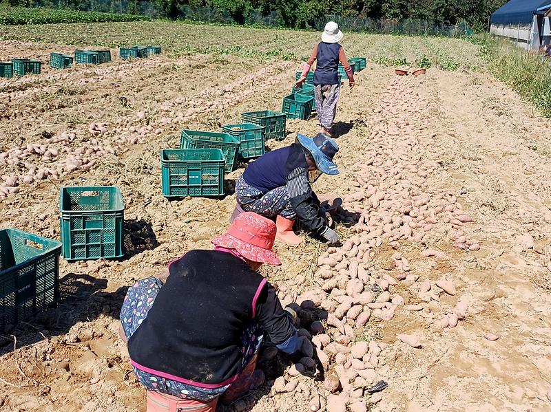 속노랑_고구마_지금이_제철_(2)