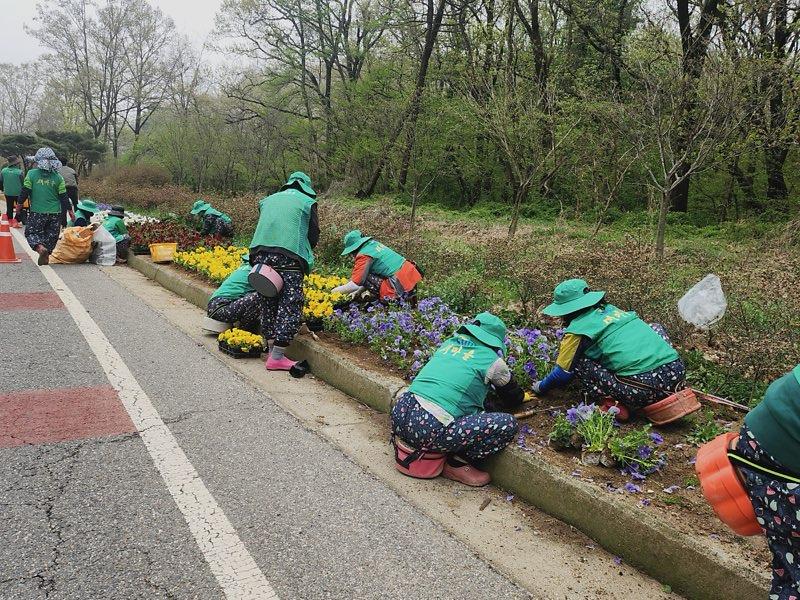 양도면_새마을부녀회,_봄꽃_식재로_아름다운_거리_조성_(1)