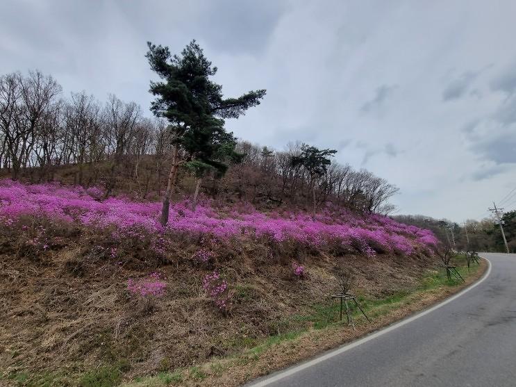 양사면_DMZ평화의길,_올해도_찾아온_진달래_물결_(1)