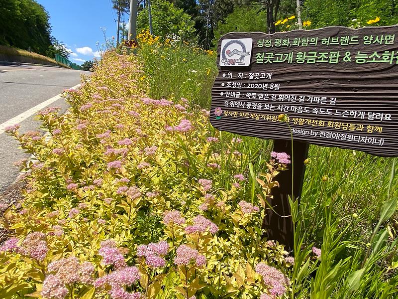 양사면_DMZ평화의길에_황금조팝꽃_만개_(1)