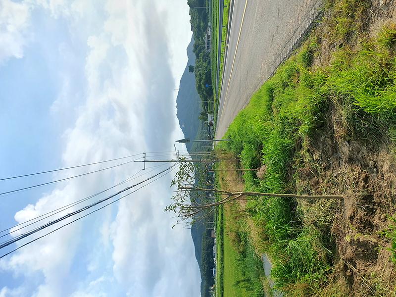 양사면_교산2리_가로수길_조성_(1)