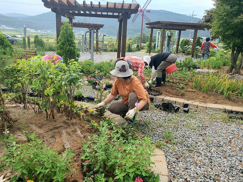 양사면__협의체_가을꽃_식재