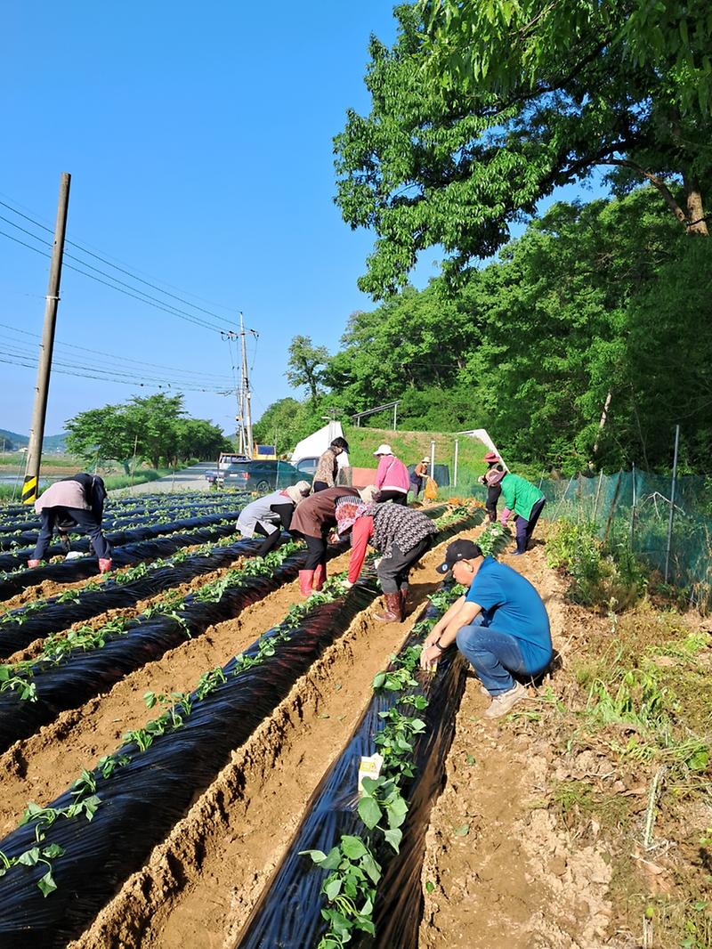 양사면_지역사회보장협의체,_사랑의_고구마_식재_행사