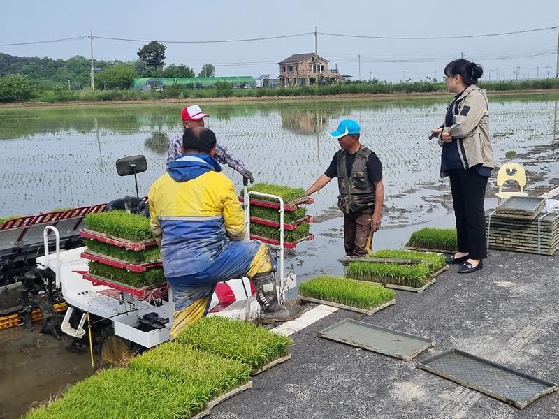 양사면,_풍년_농사_기원하며_모내기_영농현장_격려_(2)