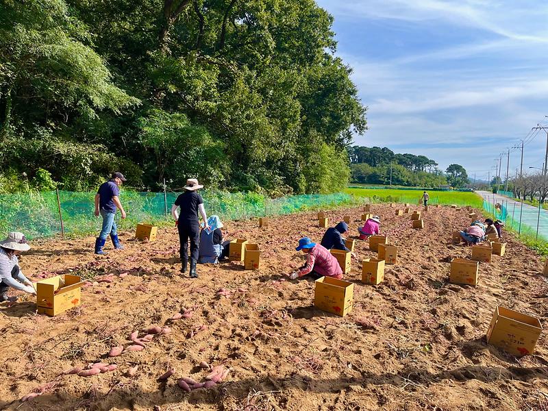 양사면_사랑의_고구매_캐기_사진