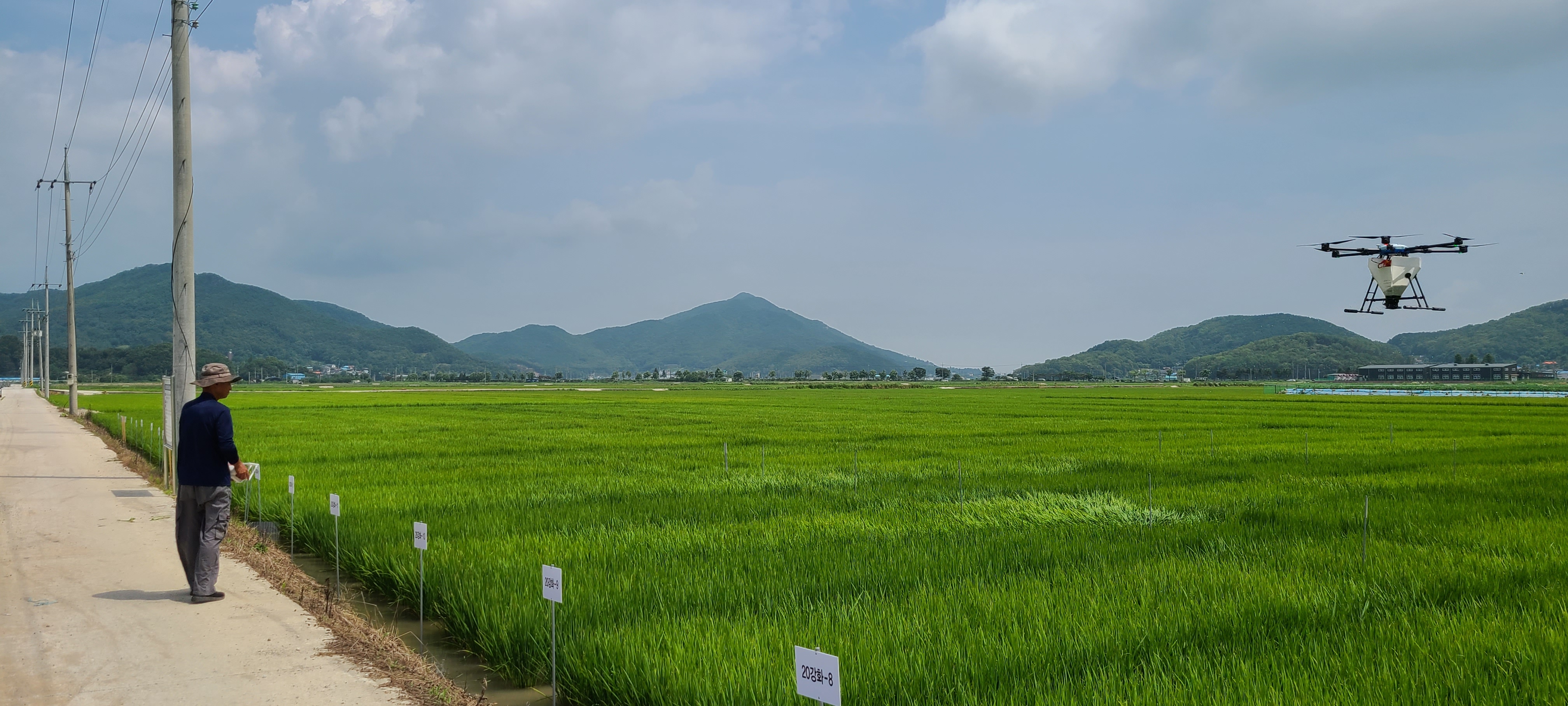 강화군,_고품질_강화섬쌀_이삭거름_적기·정량_처리_당부(이삭거름_드론_살포)