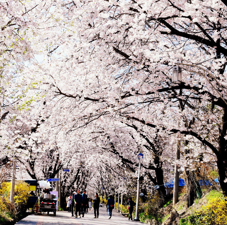 강화군,_경건한_분위기_속_북문_벚꽃길_야간_관람_추진(1_과거_만개_사진)