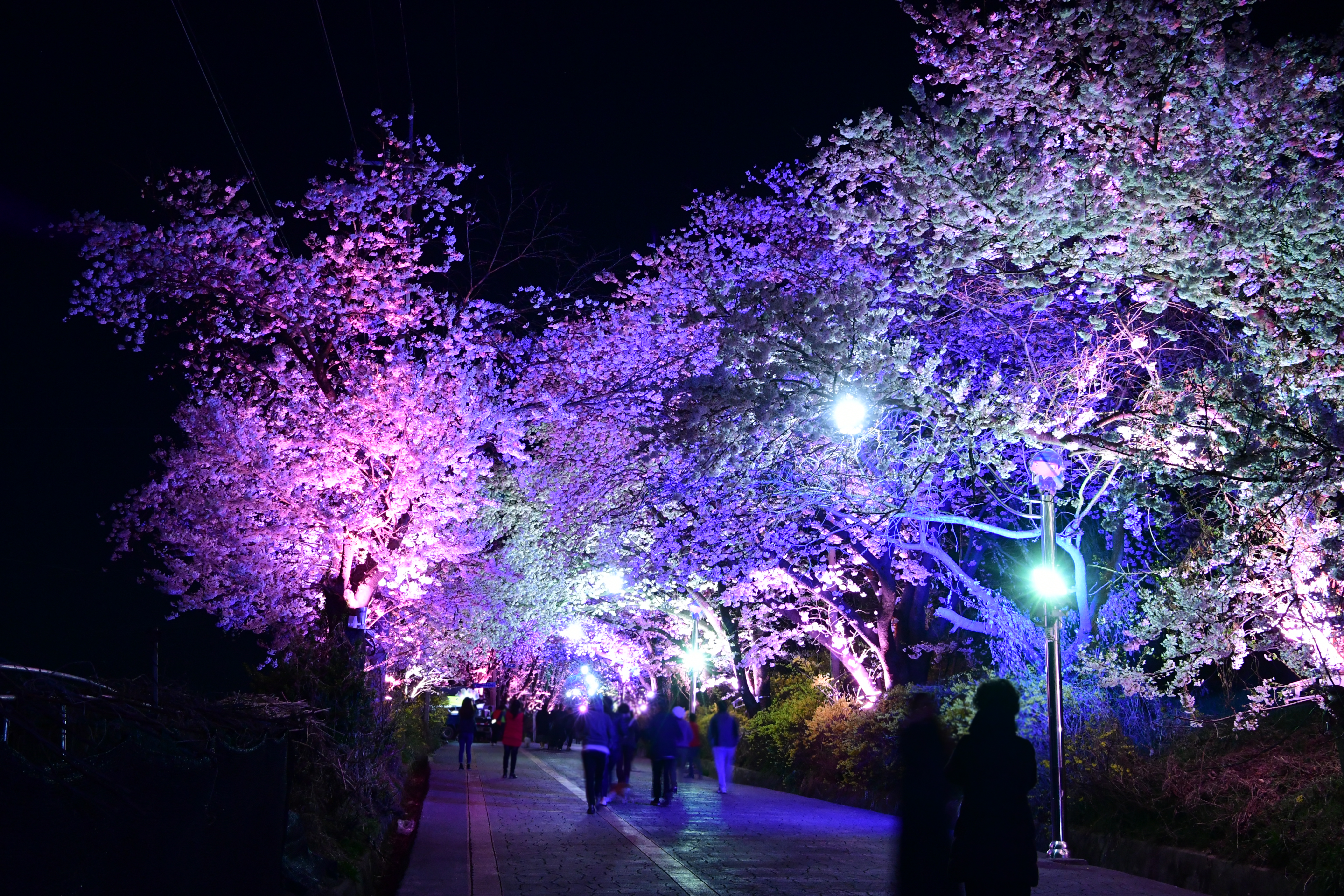 강화군,_경건한_분위기_속_북문_벚꽃길_야간_관람_추진(2_과거_만개_사진)