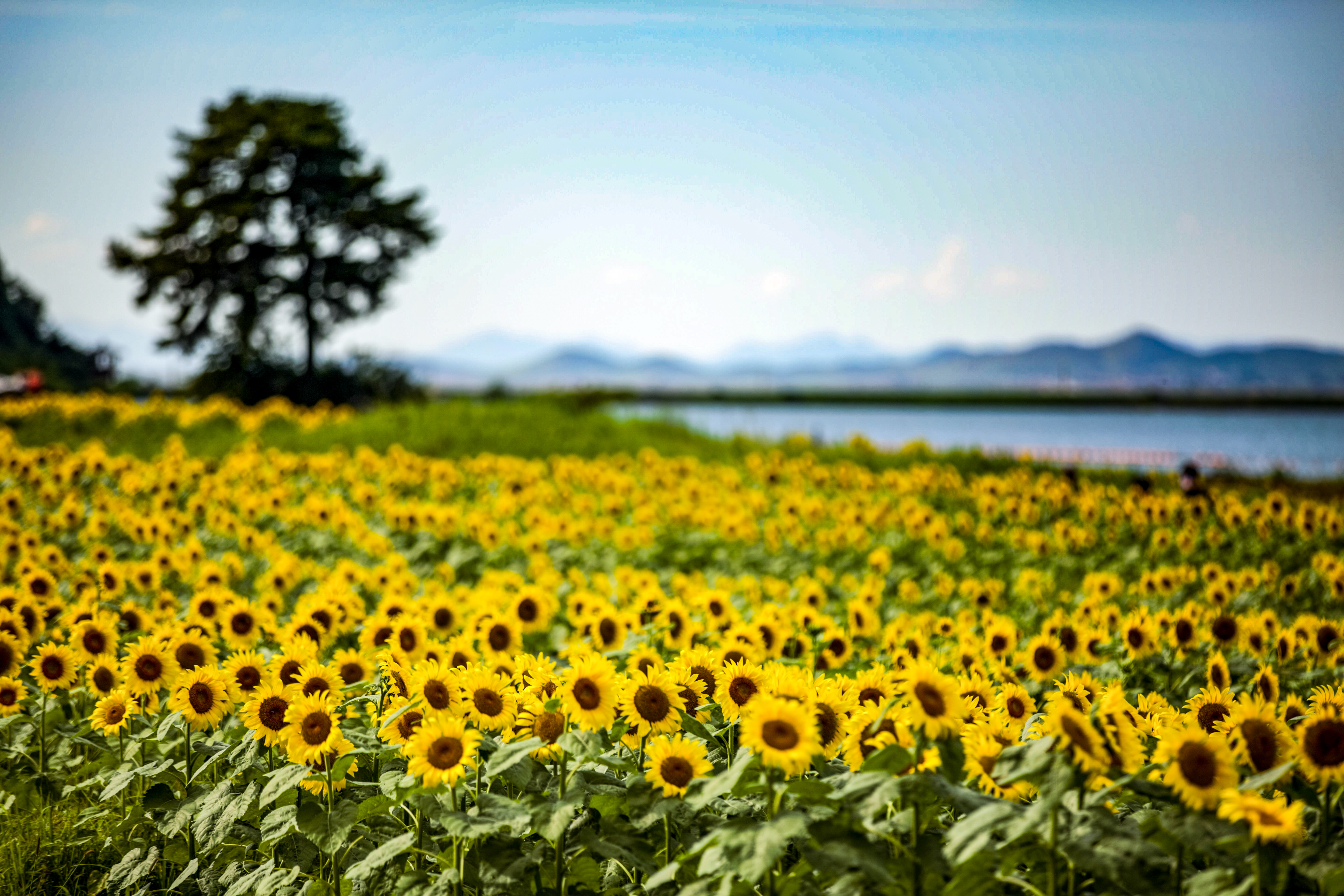 강화군,_주민_손길로_가꾼_교동도_해바라기_정원…_오는_23일_축제_개막(1_2024년_만개_사진)