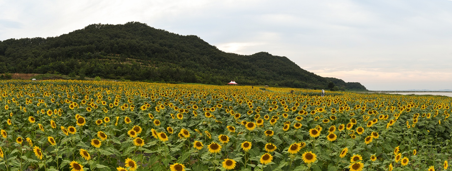 강화군,_주민_손길로_가꾼_교동도_해바라기_정원…_오는_23일_축제_개막(2_2024년_만개_사진)