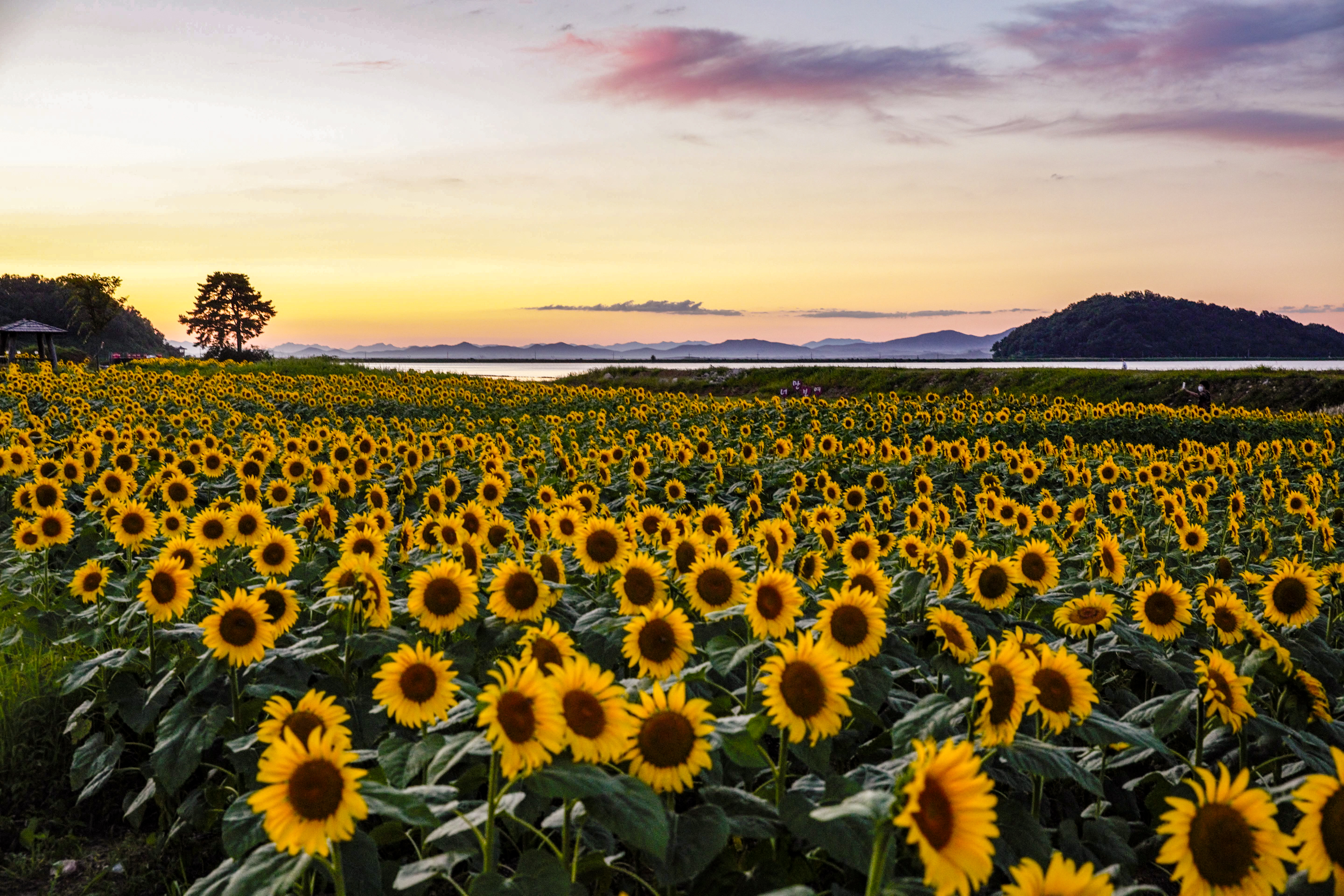 강화군,_주민_손길로_가꾼_교동도_해바라기_정원…_오는_23일_축제_개막(3_2024년_만개_사진)