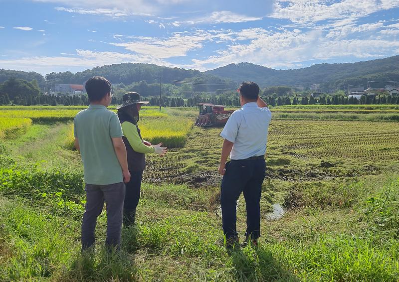 불은면,_추수철_맞이_벼_수확_기쁨_함께_나눠