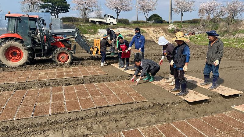 불은면_주민자치_위원회,_모내기_준비에_구슬땀_(1)