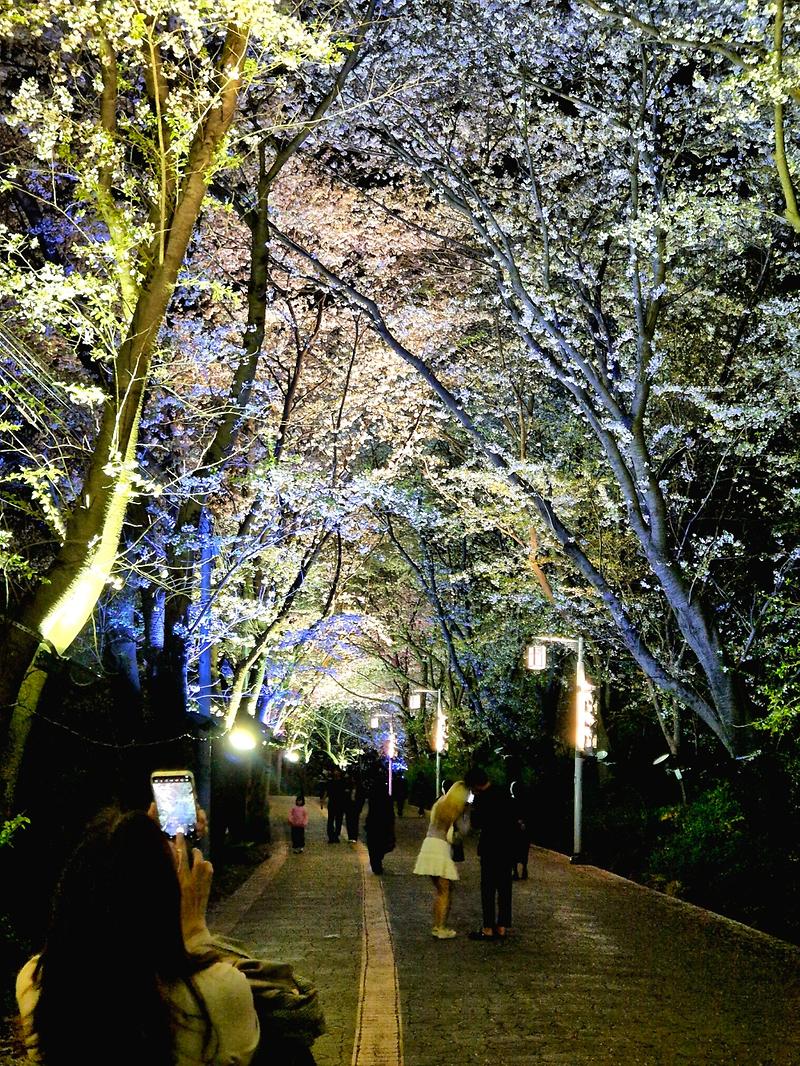 강화군,_북문_벚꽃길_야간_관람_행사_성황리에_마무리(1)