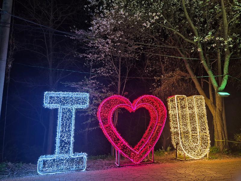 강화군,_북문_벚꽃길_야간_관람_행사_성황리에_마무리(2)