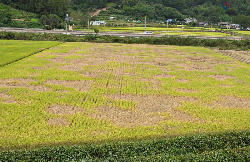 강화군,_벼멸구_등_병해충_확산_우려…_적기_방제_당부(벼멸구_피해현장)