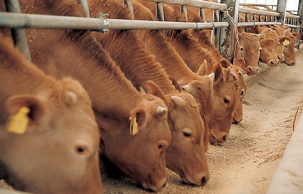 강화군,_축산농가_사료_구매_자금_43억원_배정(자료사진)