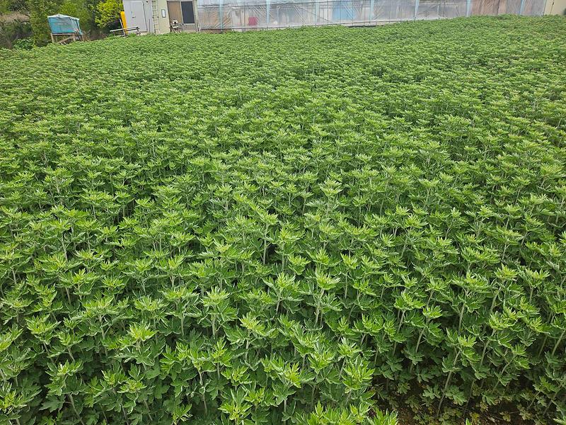 강화군,_건강_지킴이_강화약쑥_수확_한창(1)