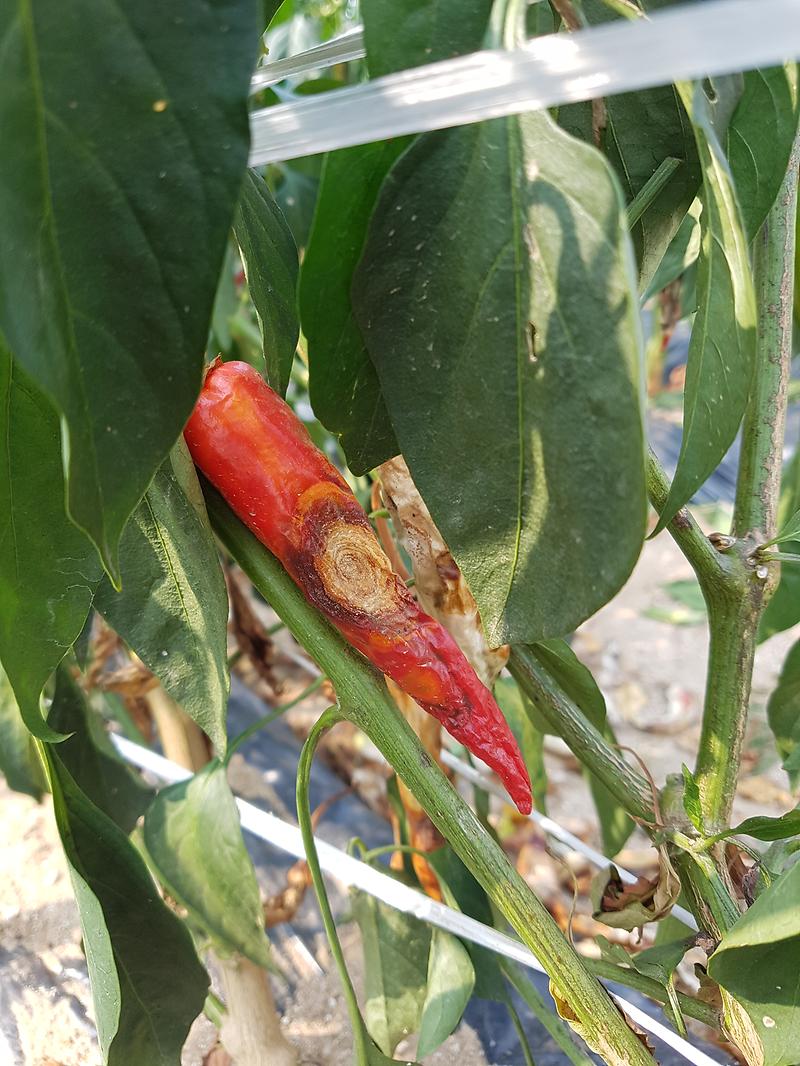 강화군,_고추_병해충_예방_및_초기방제_당부