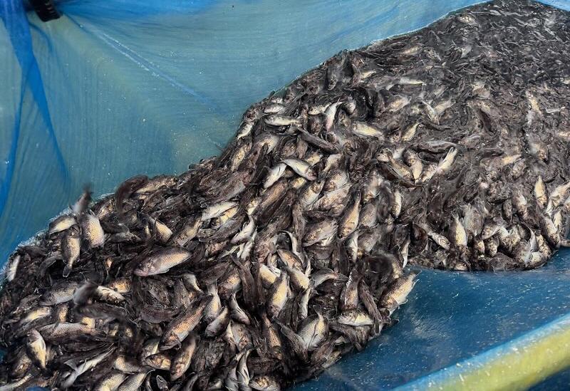 강화군,_고갈_위기_연안_어장에_조피볼락_61만_마리_추가_방류(1)