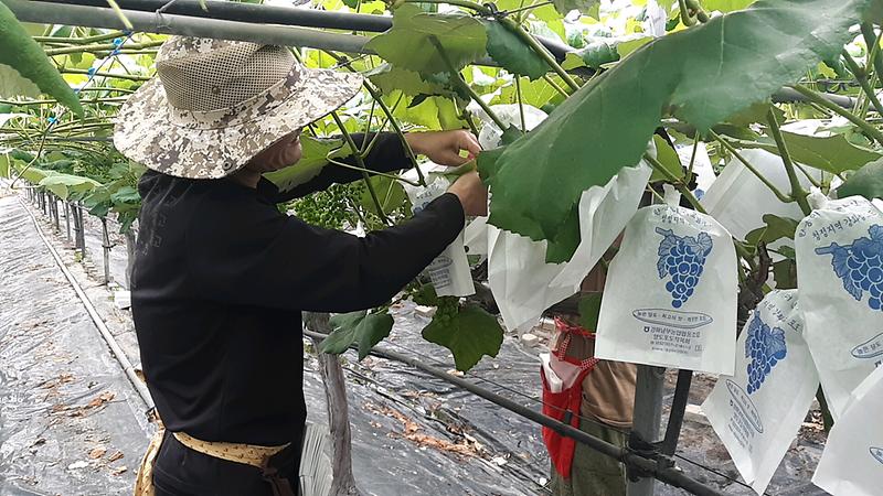 강화군,_과수봉지_구입비_지원사업_추진(자료사진)