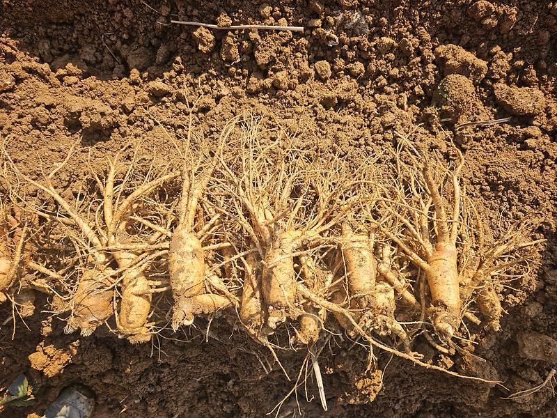 강화군,_제철_맞은_6년근_강화고려인삼_효능_주목(1)