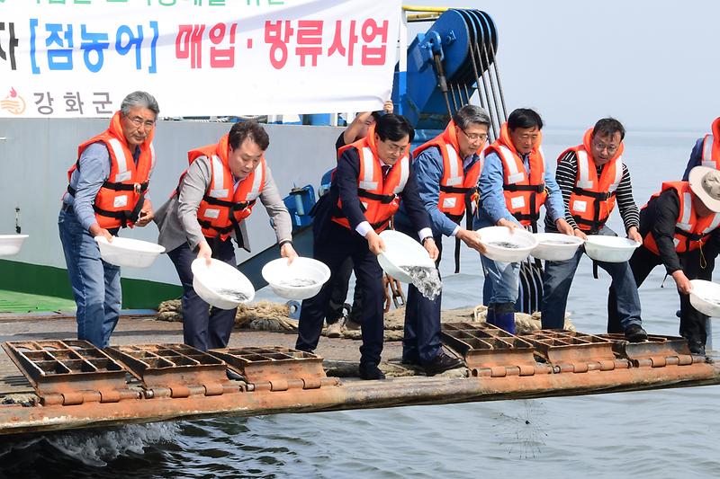 강화군,_주문도_해역에_점농어_42만_마리_방류(1)