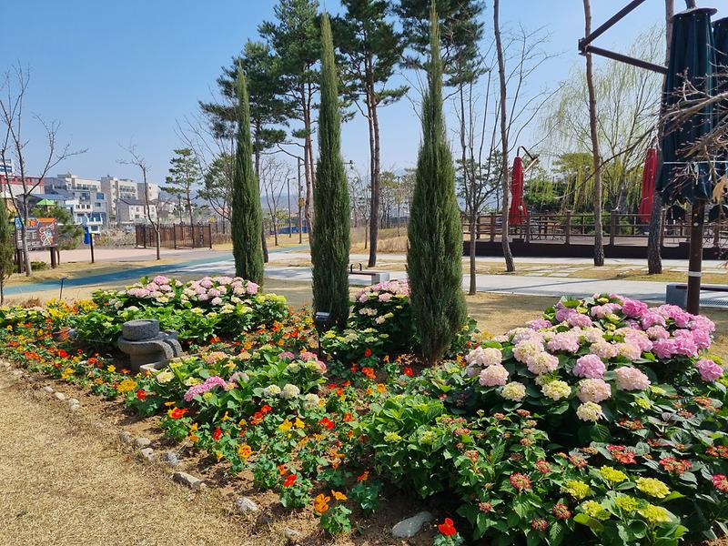강화군,_주요_공원에_형형색색_봄꽃_식재(1)