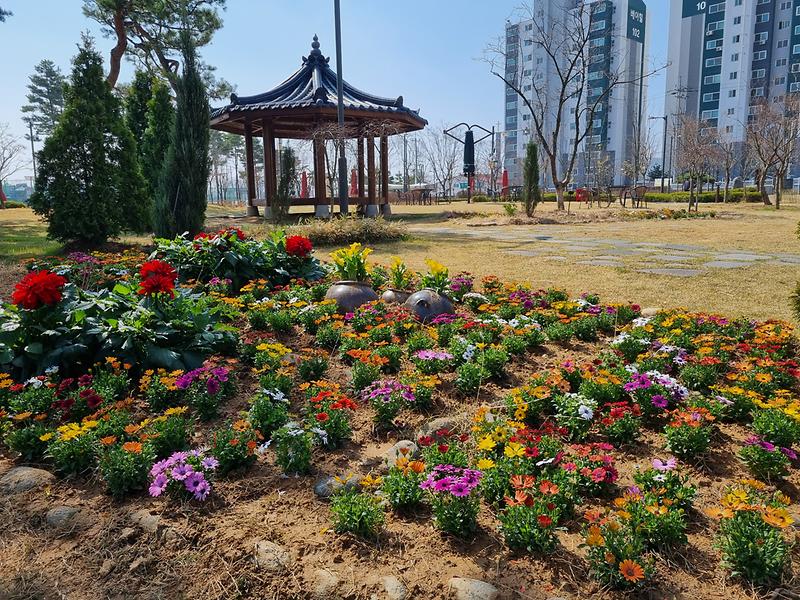 강화군,_주요_공원에_형형색색_봄꽃_식재(2)