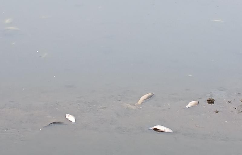 강화군,_목숙천_어류_집단_폐사에_신속_대응(2_현장사진)