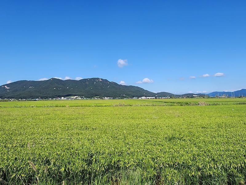 강화군,_올해_기본형_공익직불금_237억_원_지급(1)