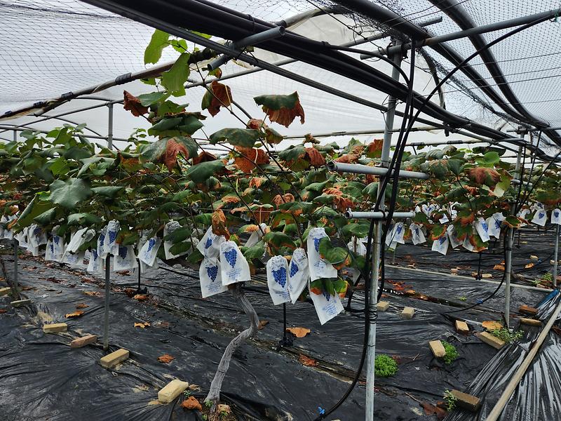 강화군,_폭염에_따른_농업인_․_농작물_피해_예방_당부(1)