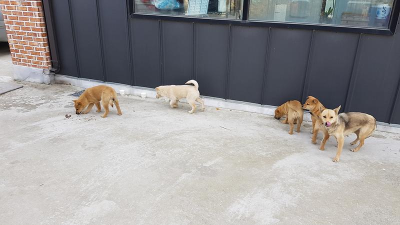 강화군_실외_사육견_중성화_수술_지원