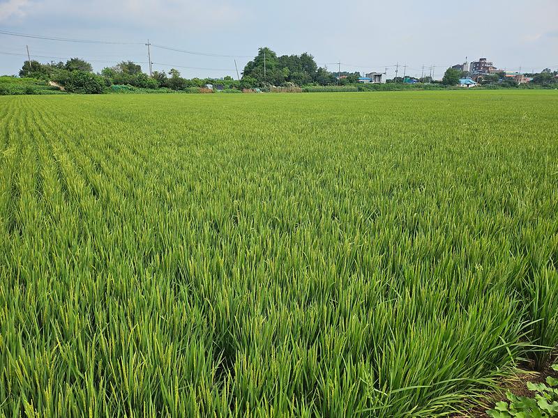 강화군,_신품종_벼_강들미_품종보호_출원