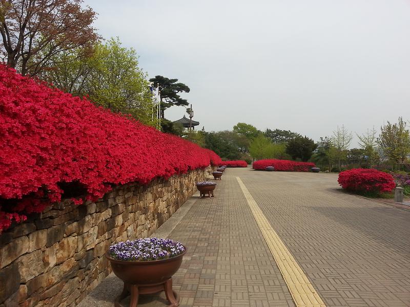 강화군시설관리공단, 붉은 영산홍이 어우러진 갑곶돈대로 봄나들이 오세요! 사진
