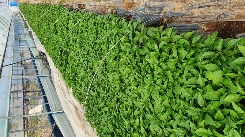 강화섬_고추_육묘관리_(2)