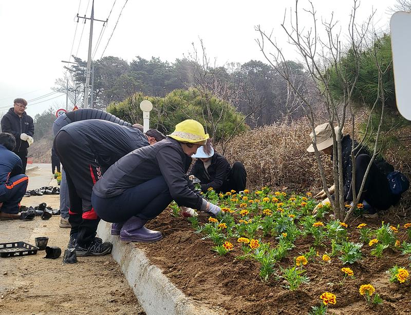교동면_체육진흥후원회,_꽃길_가꾸기로_상춘객_발길_이끌어