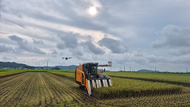 교동면,_고품질_강화섬쌀_올해_첫_벼_베기