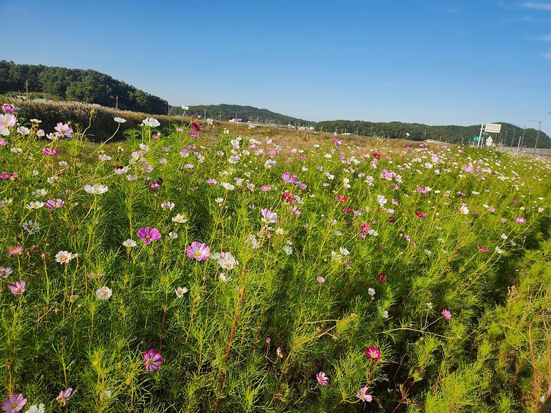 교동면,_화개정원_축제_앞두고_코스모스길_환경정비