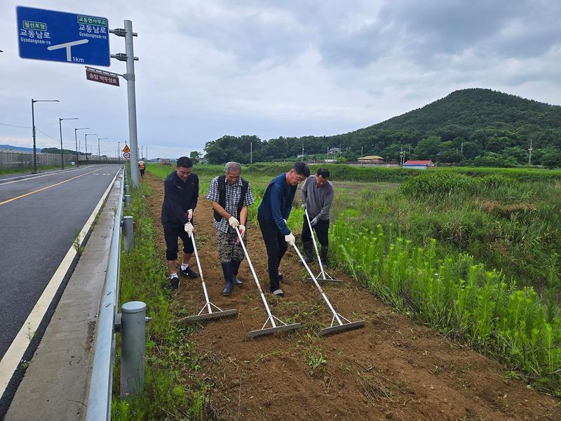 교동면_이장단,_가을맞이_꽃길_준비_나서(1)